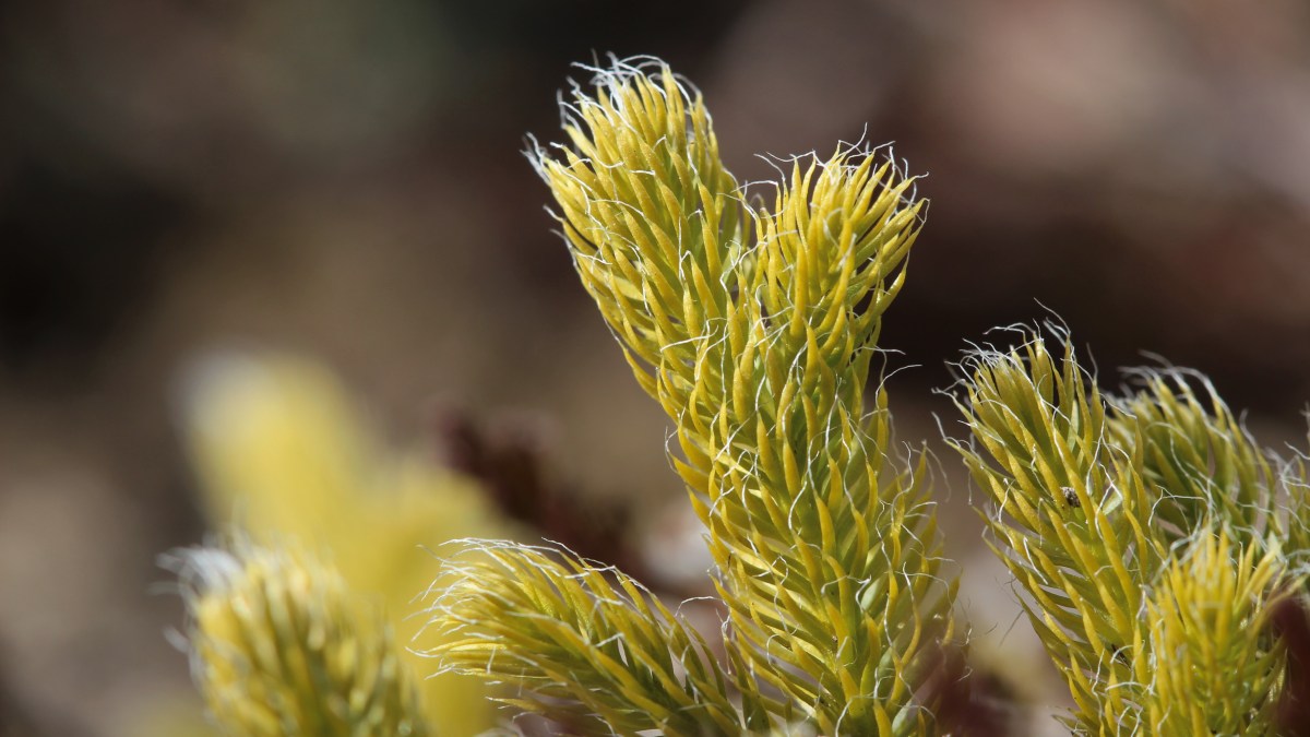 L&rsquo;épopée des lycopodes