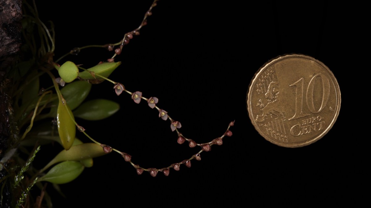 Les orchidées naines (Pleurothallidinae)