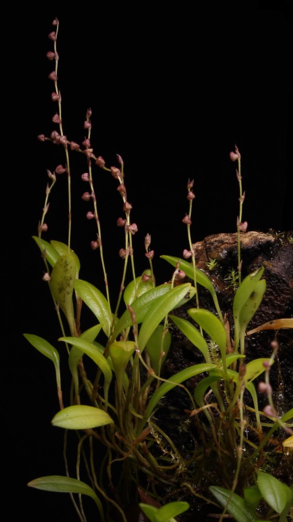 Orchidée du genre Stelis montée sur plaque.