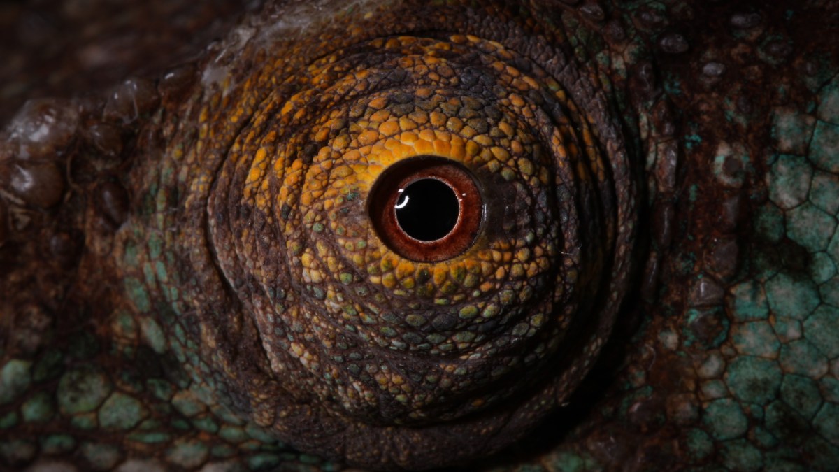 La vision des&nbsp;caméléons