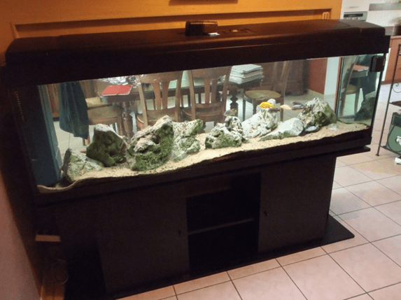 Aquarium de 450L incrusté dans le mur pour cichlidés africains du lac Malawi.