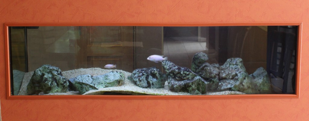 Aquarium de 450L incrusté dans le mur pour cichlidés africains du lac Malawi.
