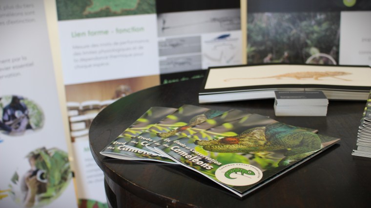 Étude et conservation des caméléons : le Caméléon Center&nbsp;Conservation