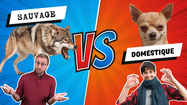 Les animaux de zoo… Sauvages ou domestiques&nbsp;?